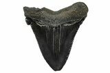 Serrated Angustidens Tooth - Megalodon Ancestor #370203-1